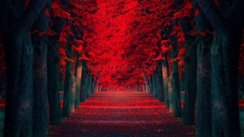 深秋的枫林大路两侧的枫树红的像鲜血满地的红色花瓣和叶子非常漂亮的电脑风景壁纸