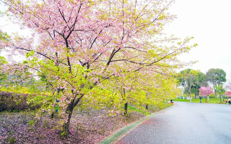 初春的公园鲜花盛开风景怡人空气清新的美景高清大图