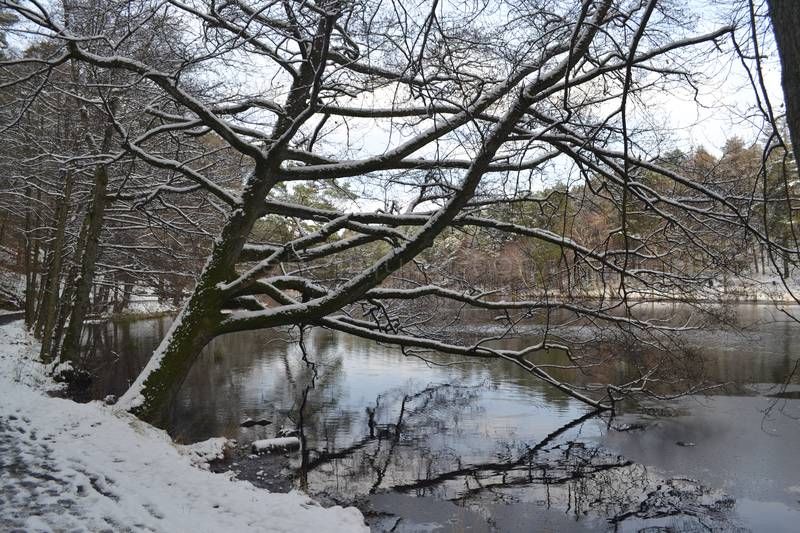 树,冰雪,枯枝,樱花盛开,雪树银花